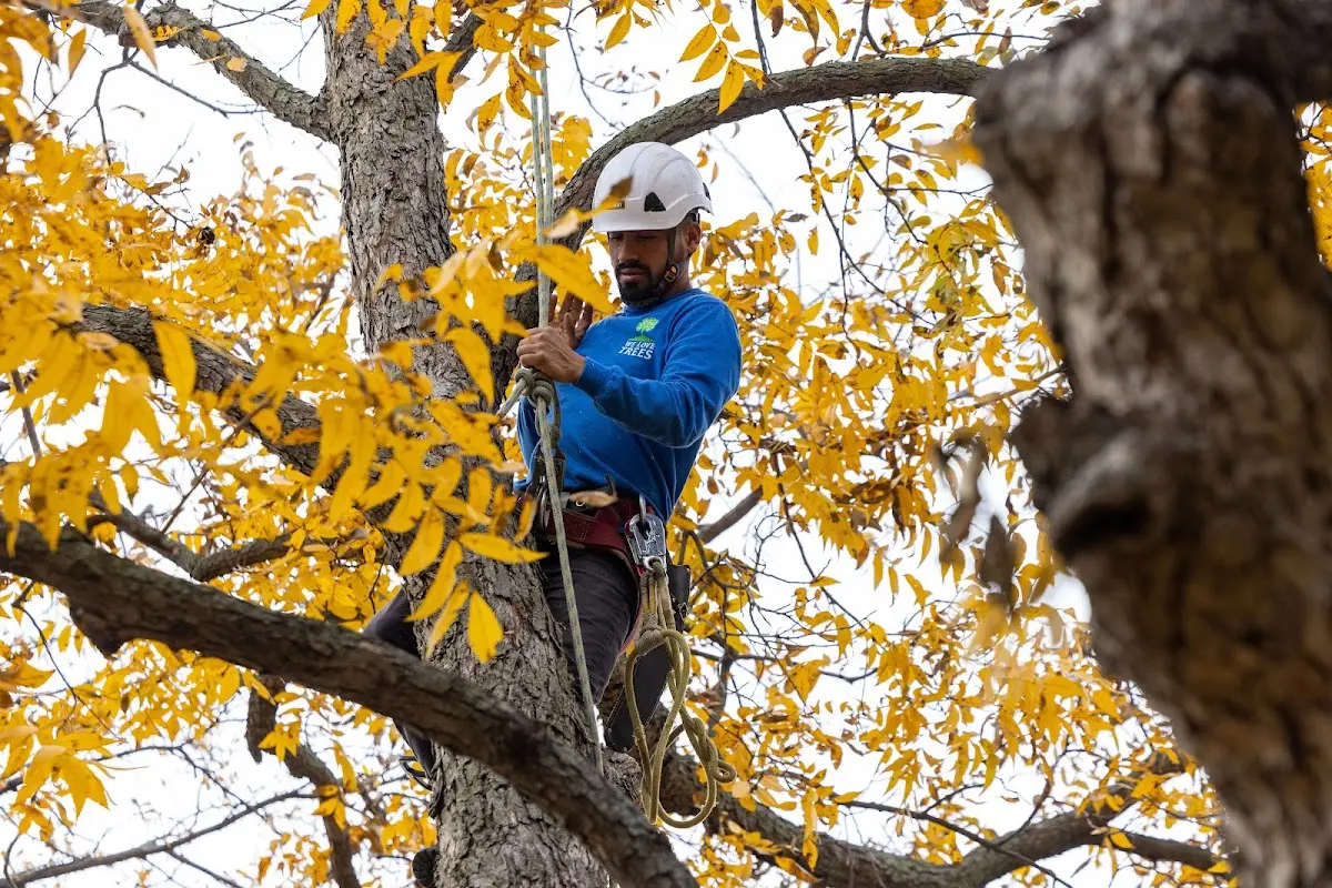 Skilled Tree Planing crew working in Woodstock
